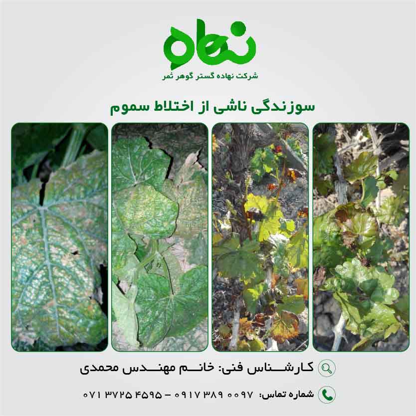 سوزندگی ناشی از اختلاط سموم